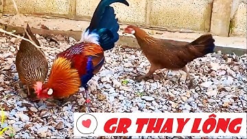 Gà rừng nước ngoài như thế nào mùa thay lông p1