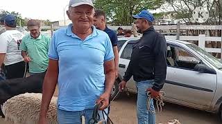 Feira de caprinos e Ovinos de Sumé PB 09/03/2026/ parte 2