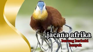 fakta menarik burung yang bisa gendong anak nya //jacana afrika