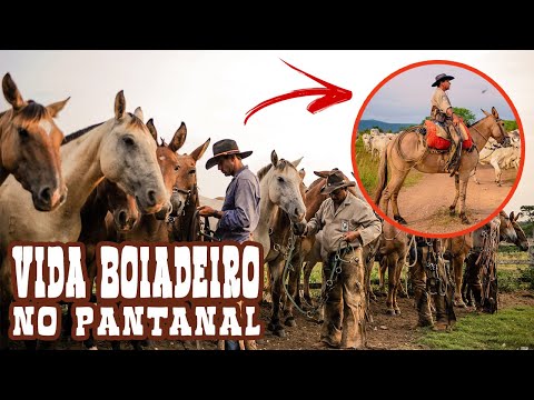 Conheça a vida de encantos e tradições dos boiadeiros no Pantanal - Vídeo  Dailymotion