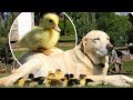 Hund adoptiert 9 Enten, nachdem ihre Mutter verschwunden ist!