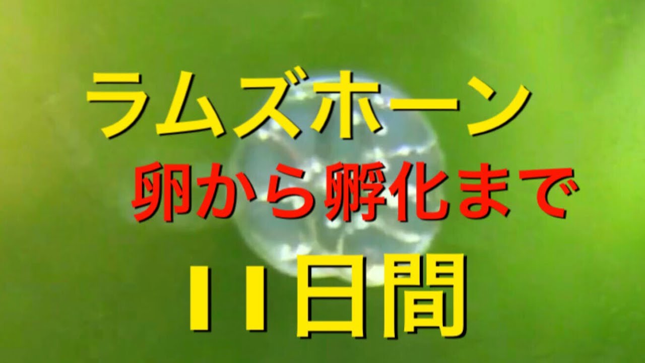 ラムズホーン卵から孵化までの11日 Youtube
