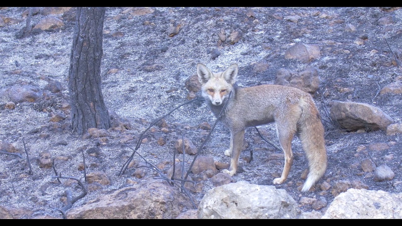 wildlife videos of animals download fox and burnt Chameleons שועל וזיקיות שרופות