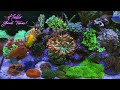 A minimalist approach to reef keeping that you can replicate | Hardware, circulation and filtration