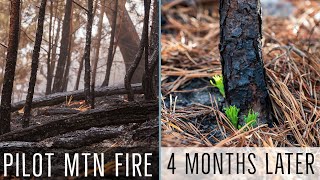 Revisiting the Forest 4 Months After a Fire - A Nature Photography Vlog