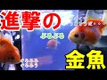 【新しい仲間】金魚水槽にピンポンパールS導入してみたらストーキングが始まった・・・【新生体！ちびちゃん3匹】【あれ？エロモナス菌？松かさ？】【アヌビアスナナ】