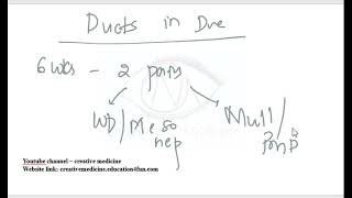 Lec 3 Development of Wolffian and Mullarian Duct