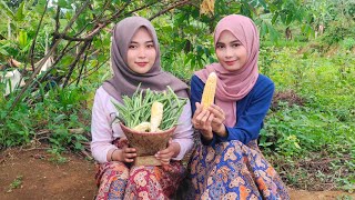 Bikin Terpesona Semua Orangmelihat Kecantikan Perawan Desa Metik Kacang Di Kebun