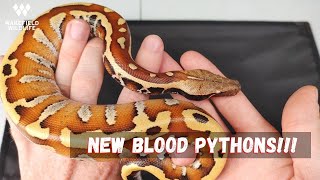 New BLOOD PYTHON Additions!