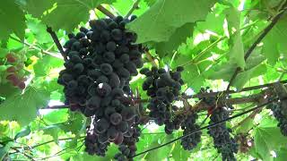 Главные вредители виноградника