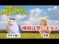 【ケニア支援】マサイ族が学んだ「100年前の日本の技術」#猫マニ #猫ミーム