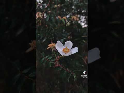 قال رسول الله أمك ثم أمك ثم امك استوصوا بأمهاتكم خيرآ