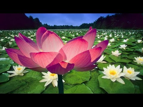 Sonsuz Yaşamın Simgesi Lotus Çiçeği Nedir?