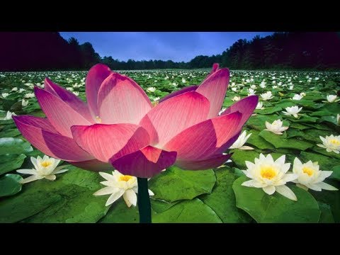 Video: Mor Lotus neyi temsil eder?