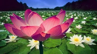 Sonsuz Yaşamın Simgesi Lotus Çiçeği Nedir?