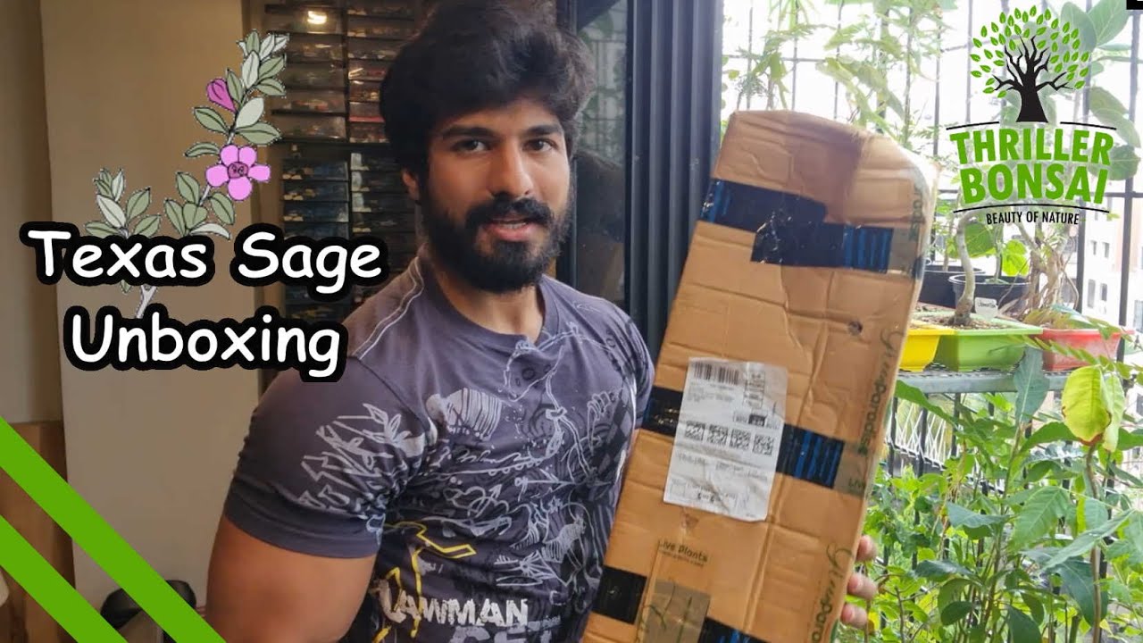 Unboxing Texas Sage Green Paradise Online Nursery Review YouTube