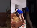 起来玩呀,别睡了#夫妻 #孕妇#萌宠出道计划 #记录真实生活 #怀孕