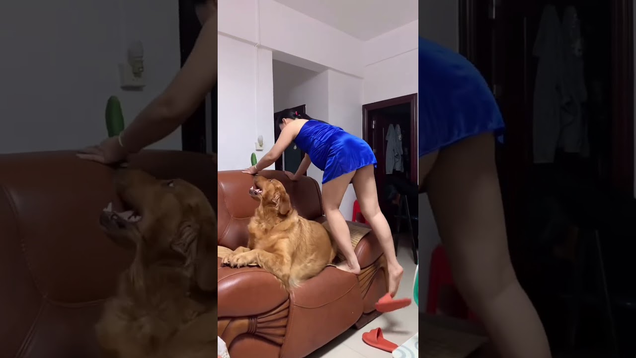 起来玩呀,别睡了#夫妻 #孕妇#萌宠出道计划 #记录真实生活 #怀孕