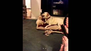 Lab Puppy Chewing On Chew While Lab Holds