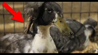 This Duck Has a Foot Growing On Its Head - Smarter Every Day 25