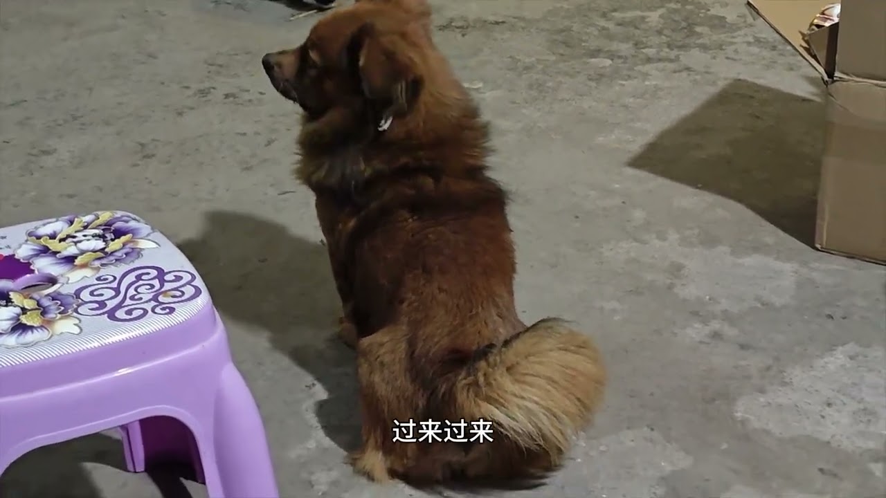 麻二离家出走三天，饿的扁扁的才回来#猫咪  #农村生活#记录生活  #萌宠出道计划