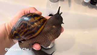 AFRICAN SNAILS  ACHATINA TIGER | КУПАНИЕ УЛИТОК АХАТИН