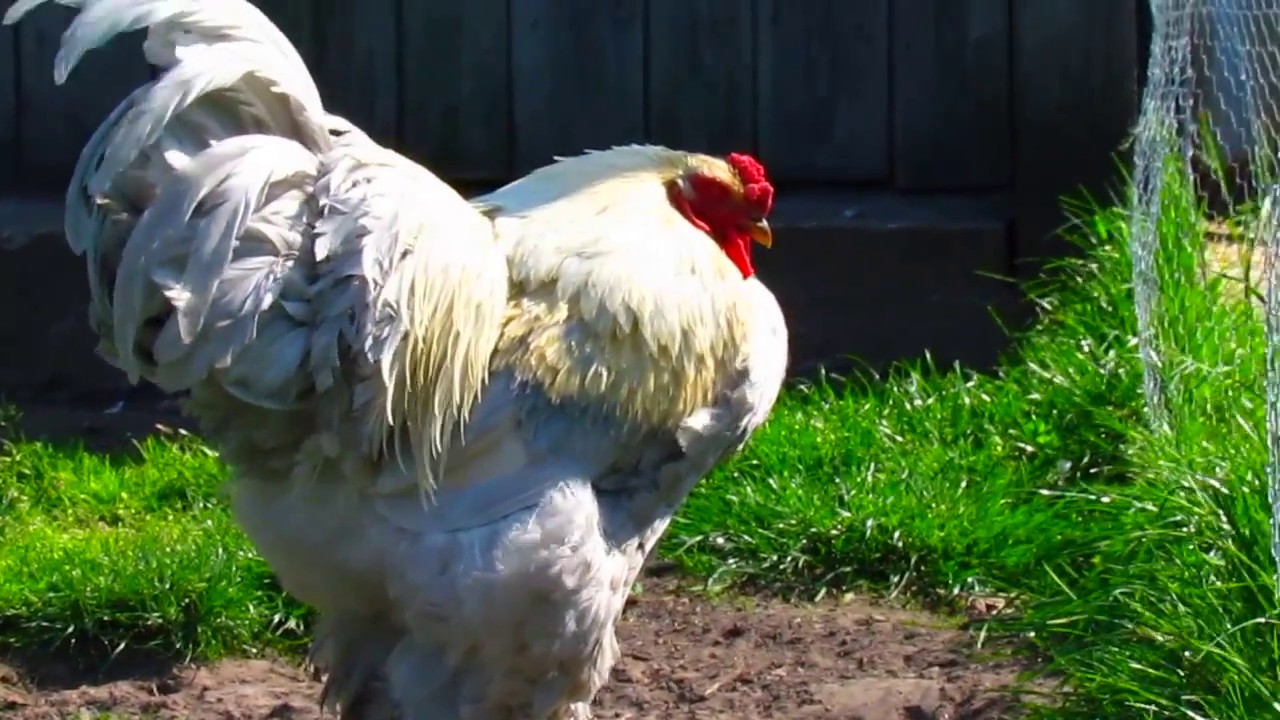 isabel rooster falling asleep 