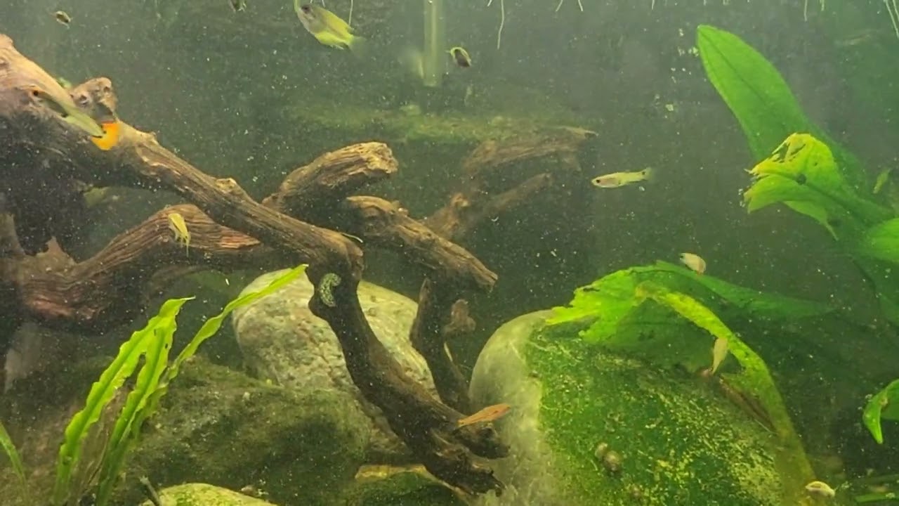 From manicured garden to our nirvana 