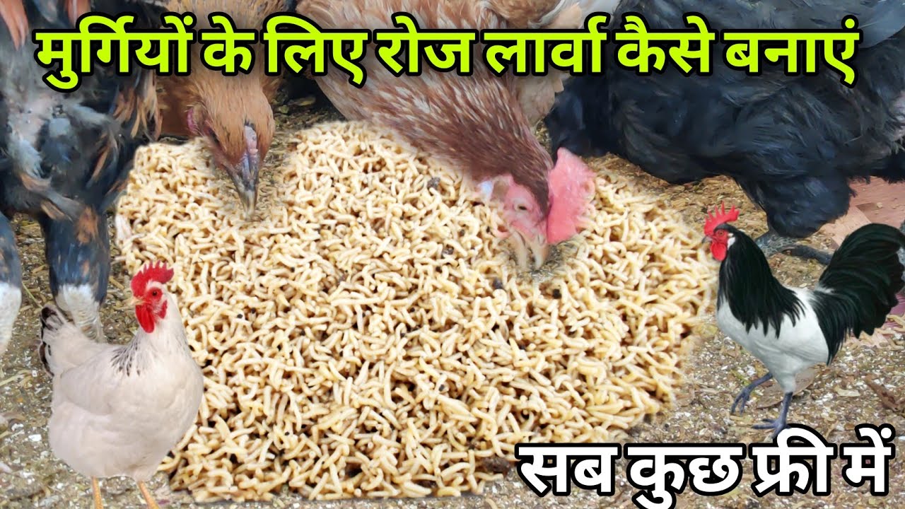 मुर्गियों के लिए लार्वा बनाए वह भी फ्री में #chicken #chickenfarming #larva #larvaheroes #larvae
