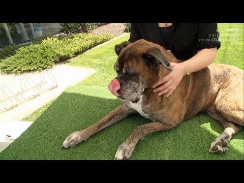Wideo: 5 korzyści z masażu psów
