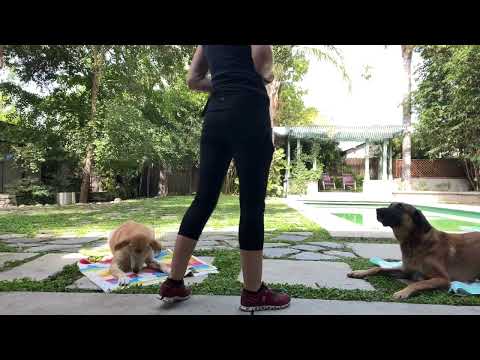 Stationing for Inter-dog Co-Habitation