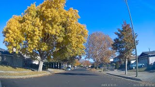 2022/11 Fall Color in San Jose, CA
