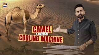 Quran Aur Science Oont- Jis Ka Jism Cooling Machine Hai 10 Mar 2026 Waseem Badami