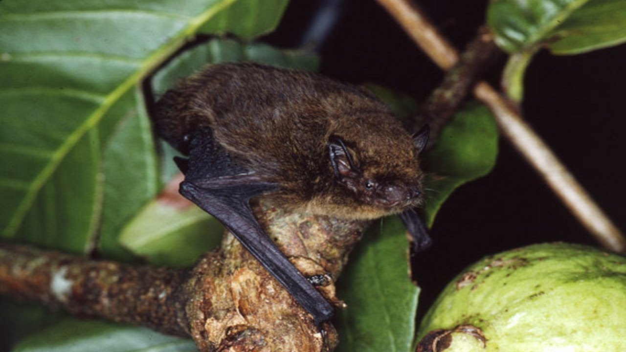Pipistrelle Of Christmas Island A Species Of Bat Only On An Australian pipistrelle-of-christmas-island-a-species-of-bat-only-on-an-australian