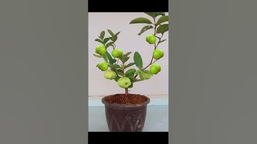 New Technique: How To Grow Guava Tree From Guava Fruit  | Grow guava #shorts #garden_grafting