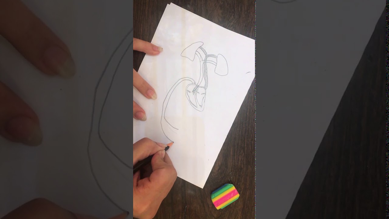 رسم الدورة الدموية في الانسان لمادة الاحياء الصف الثالث المتوسط