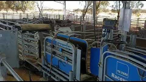 Weighing lambs automatically in a feedlot with a Te Pari Racewell Sheep Handler
