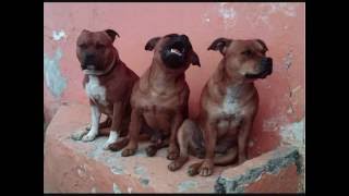 Staffordshire Bull Terrier Twitch