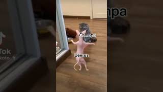 Beerus and Champa be like