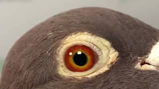 Meulemans choco 958