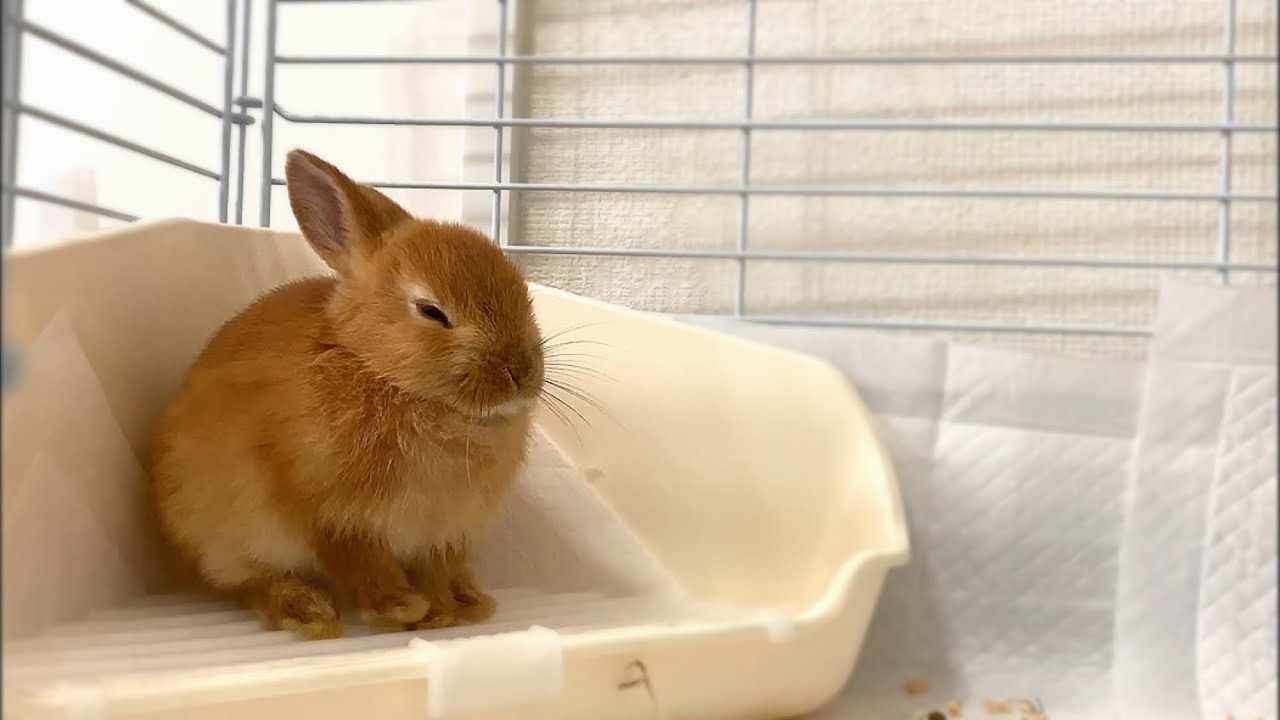 ウンコしながら寝る赤ちゃんうさぎ Youtube