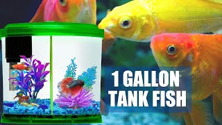 7 Best Fish for 1 Gallon Tank | Popular Fish for Small Aquarium | Aquarium Fish