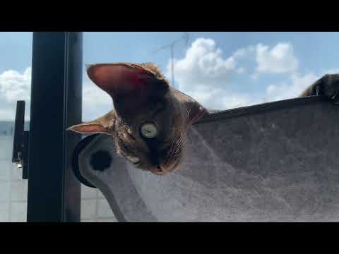 デボンレックス弟がお気に入りの窓ハンモックでのんびりしています(Devon Rex cat relaxing in his favorite hammock)