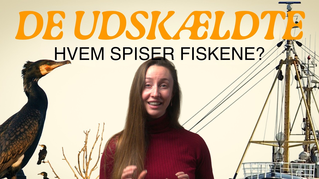 DE UDSKÆLDTE 2: Hvem har spist alle fiskene?