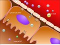 USMLE® Step 1 High Yield: Nephrology: Renal Tubular Acidosis