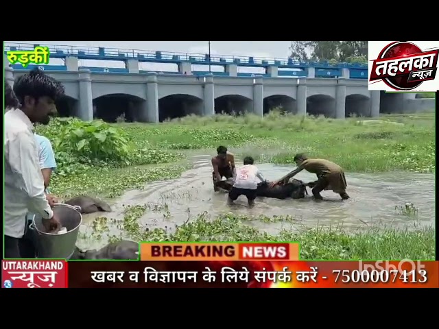 "मासूम बेजुबानों की दर्दनाक मौत: चंद घास के निवालों ने उजाड़ दी गरीब परिवारों की दुनिया"