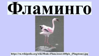 Фламинго Фламинго