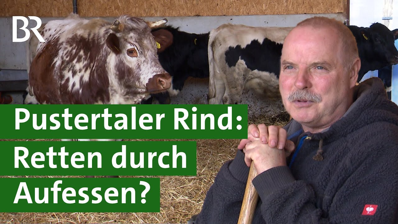 Alpen-Rinder - Die Grauen und die Roten | Doku | Unter unserem Himmel | BR  | Kühe | Landwirtschaft