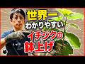 【イチジク】鉢上げの方法。育苗ポットから植木鉢に！（育て方）