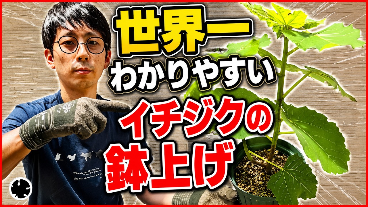 【イチジク】鉢上げの方法。育苗ポットから植木鉢に！（育て方）